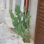 Casa Jenny *